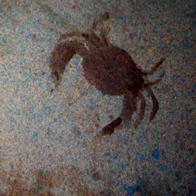 Concrete Epoxy Finish Custom Floor - Crab detail