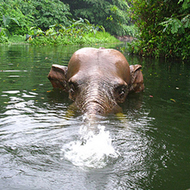 Hong Kong Disneyland Adventureland Elephant